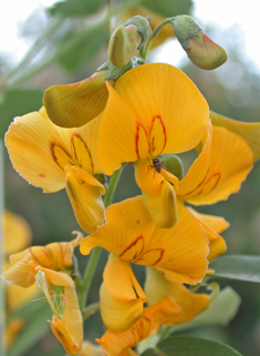 Bladder Senna