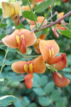 Orange Bladder-senna