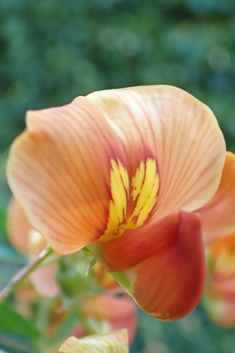 Orange Bladder-senna