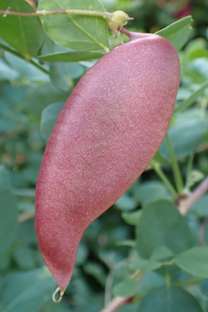 Orange Bladder-senna