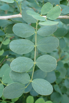 Orange Bladder-senna