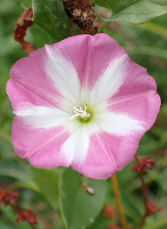 Field Bindweed