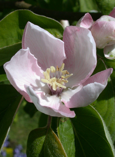 Common Quince