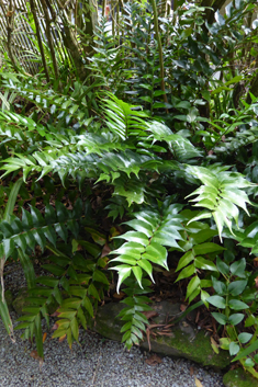 Falcate Holly-fern