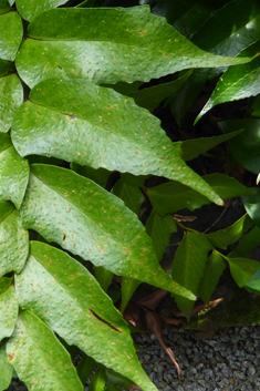 Falcate Holly-fern
