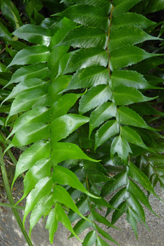 Falcate Holly-fern
