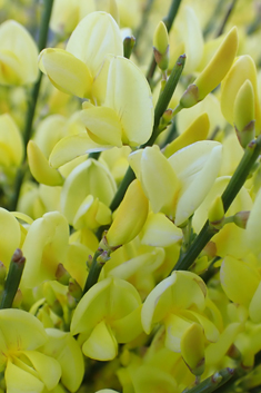 Early Broom