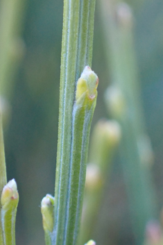 Early Broom