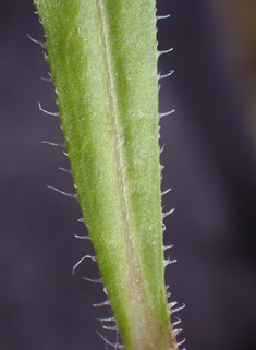 Bilbao's Fleabane