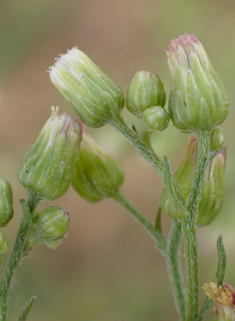 Bilbao's Fleabane