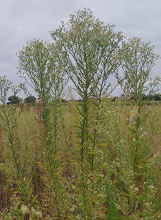 Bilbao's Fleabane