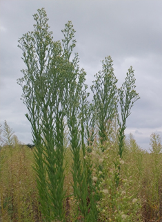 Pyramidal Fleabane