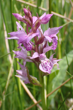 Common Spotted x Pugsley's Marsh Orchid