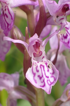 Common Spotted x Pugsley's Marsh Orchid