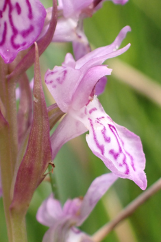 Common Spotted x Pugsley's Marsh Orchid