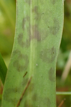 Common Spotted x Pugsley's Marsh Orchid