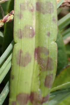 Common Spotted x Pugsley's Marsh Orchid