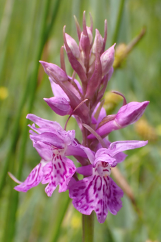 Common Spotted x Pugsley's Marsh Orchid