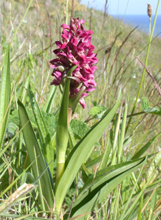 Early Marsh Orchid