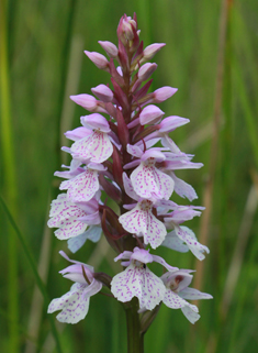 Heath Spotted Orchid
