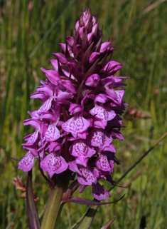 Southern Marsh Orchid