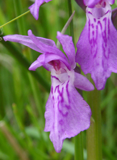 Narrow-leaved Marsh Orchid