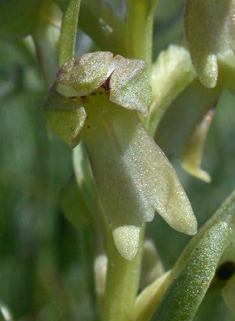 Frog Orchid