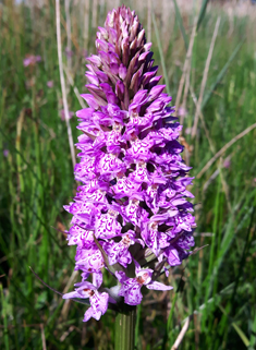 Common Spotted x Southern Marsh Orchid