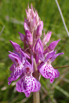 Southern Marsh x Heath Spotted Orchid