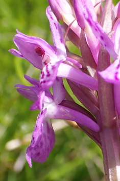 Southern Marsh x Heath Spotted Orchid