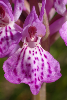 Southern Marsh x Heath Spotted Orchid