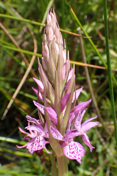 Southern Marsh x Heath Spotted Orchid