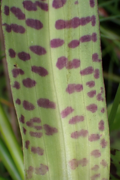 Southern Marsh x Heath Spotted Orchid