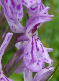Common Spotted x Early Marsh Orchid