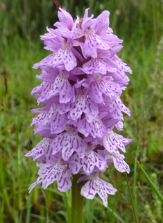 Common Spotted x Heath Spotted Orchid