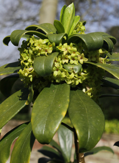 Spurge-laurel