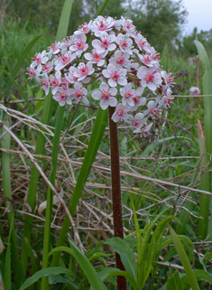 Indian-rhubarb