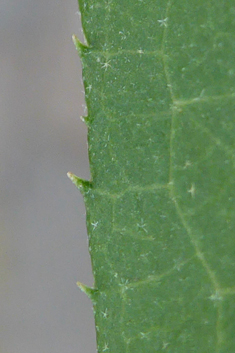 Rough-stemmed Deutzia