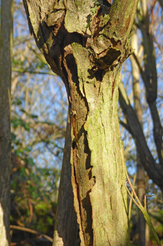 Rough-stemmed Deutzia