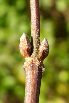 Rough-stemmed Deutzia