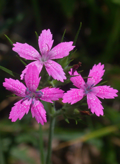 Deptford Pink