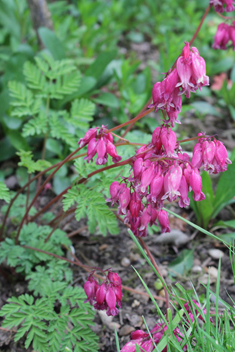 Pacific Bleeding-heart