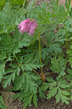 Pacific Bleeding-heart