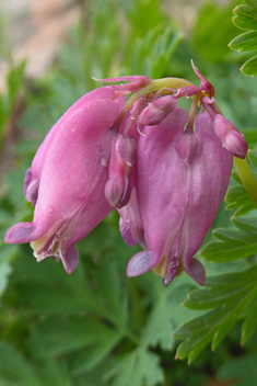 Pacific Bleeding-heart