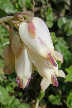 Pacific Bleeding-heart