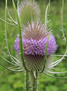 Common Teasel