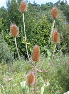 Common Teasel