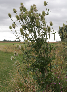 Cut-leaved Teasel