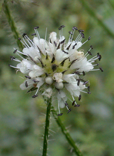 Small Teasel