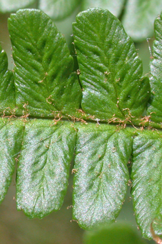 Scaly Male Fern